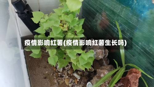 疫情影响红薯(疫情影响红薯生长吗)-第2张图片