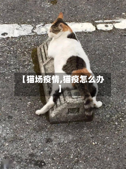 【猫场疫情,猫疫怎么办】-第3张图片