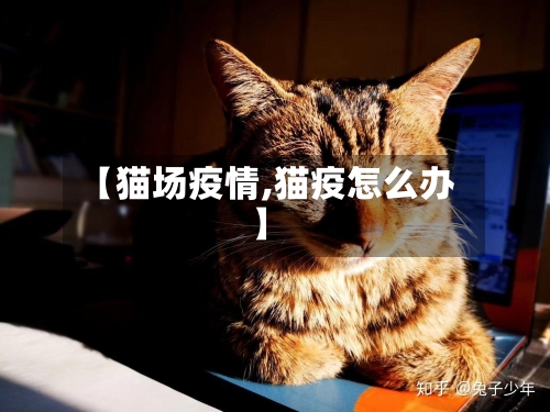 【猫场疫情,猫疫怎么办】-第2张图片