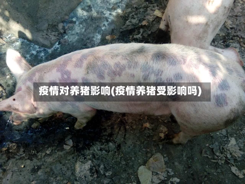 疫情对养猪影响(疫情养猪受影响吗)