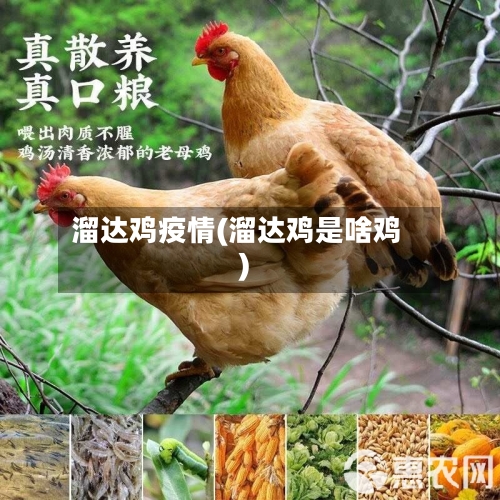 溜达鸡疫情(溜达鸡是啥鸡)