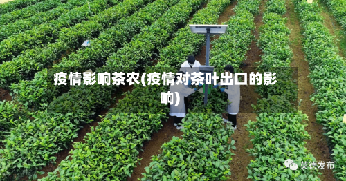 疫情影响茶农(疫情对茶叶出口的影响)-第1张图片
