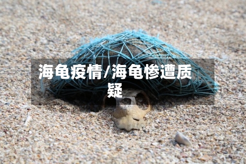海龟疫情/海龟惨遭质疑